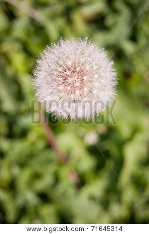 Beautiful Dandelion With Seeds Floating By Wind And Bokeh Background Wallpaper