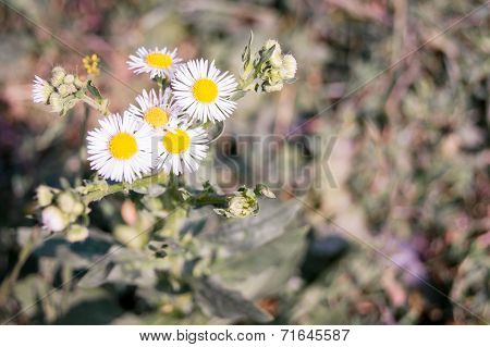 white wild flowers on a green background
