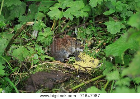 Bank Vole