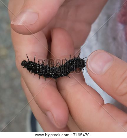 European Peacock Butterfly Larvae