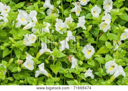 Torenia Or Wishbone Flower