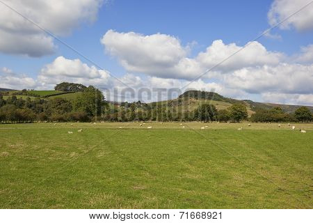 Hillside Scenery