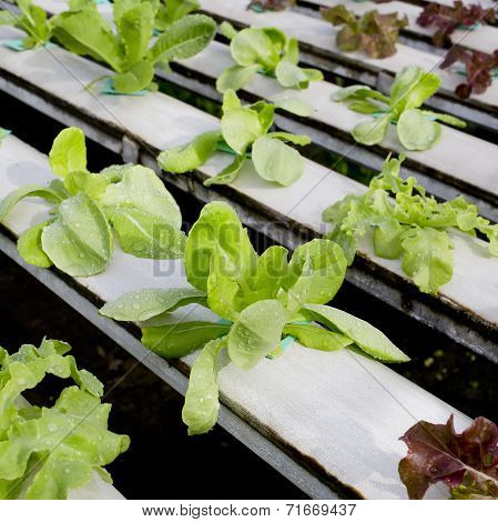 Organic Hydroponic Vegetable Cultivation Farm - Close Up.