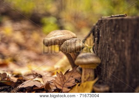 Mushrooms
