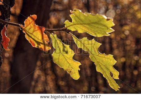 Oak tree