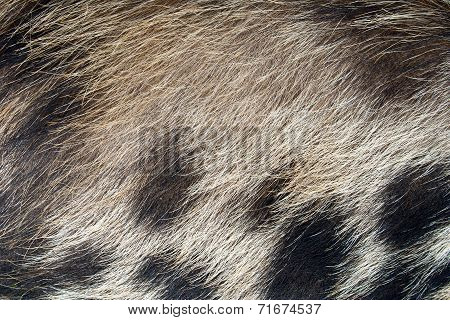Pig Skin Hair Texture