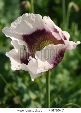 Poppy
