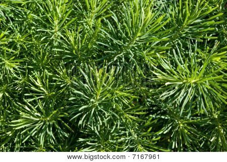Euphorbe cyprès (euphorbia Cyparissias)