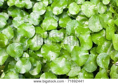Leafs Of Centella Asiatica
