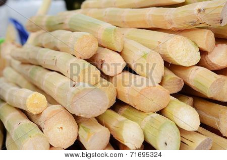 Cane