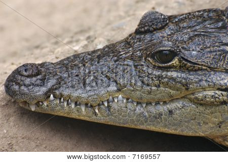 Cocodrilo closeup