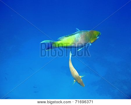 Tropical Exotic Fish Underwater. The Pseododax Moluccanus