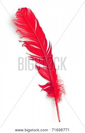 red feather on white background