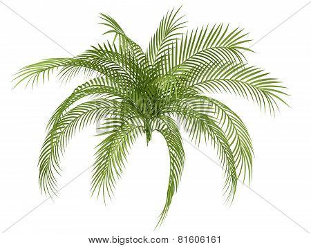 Tropical Plant