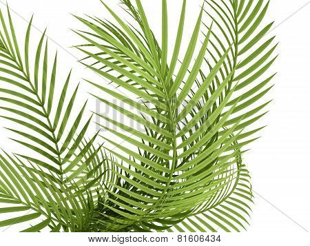 Tropical Plant