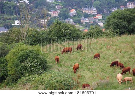 Cattle Grazing On Farmland