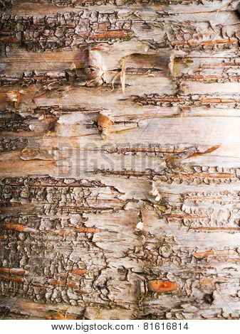 Birch Bark