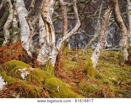 Birch Wood