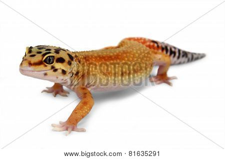 Gecko Eublepharis Macularius