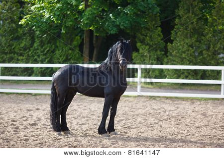Portrait Of A Frisian Horse