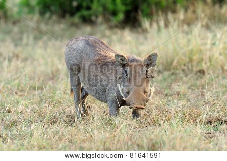 Warthog