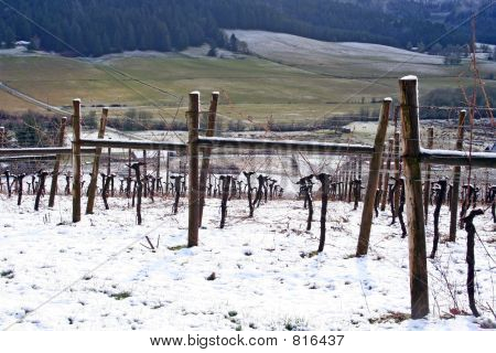 Zimní vinice