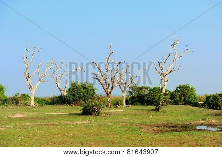 Tree In Sri Lanka