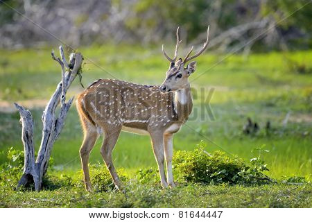 Wild Spotted Deer