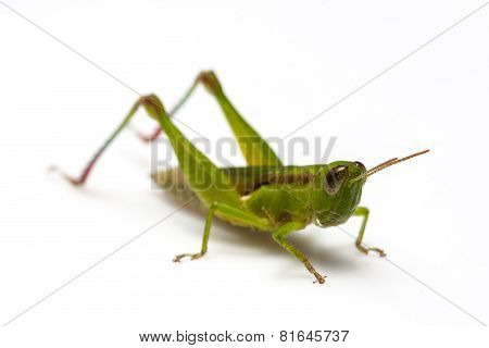 Grasshopper in front