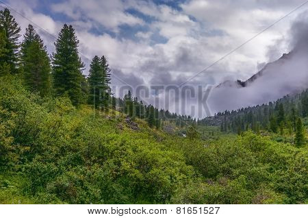 Dense Bushland In A Mountain Valley