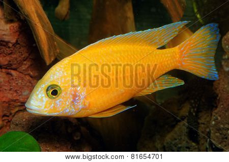 Aulonocara Fish