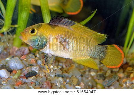 Apistogramma Fish