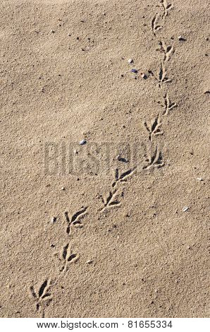 Birds Footprints  On Sand Beach