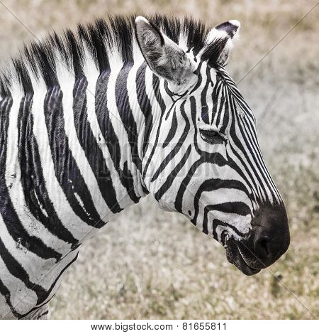Zebra In National Park. Africa, Kenya