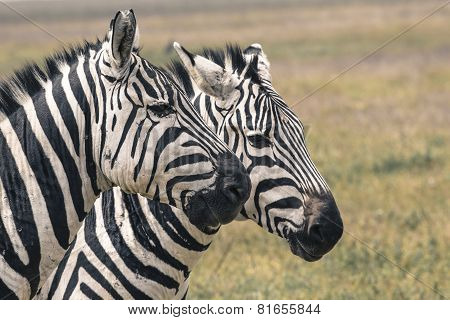 Zebra In National Park. Africa, Kenya
