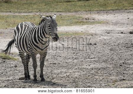 Zebra In National Park. Africa, Kenya