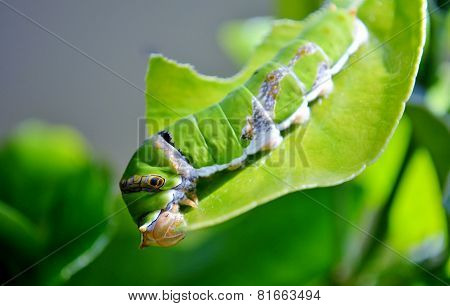 King Page Swallowtail  Caterpillar