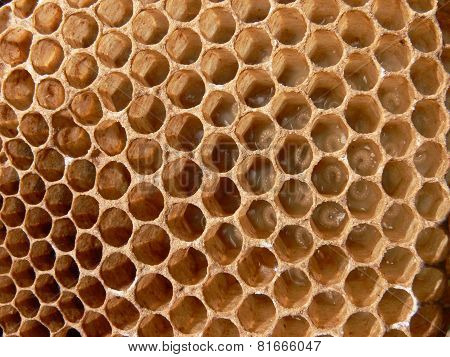 Honey bee Larva in comb