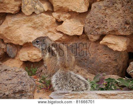 Barbary ground squirrel