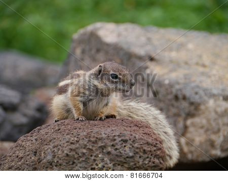 Barbary ground squirrel
