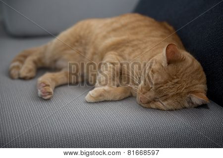 Red cat sleeping