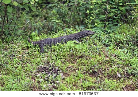 Varan