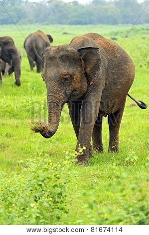 Elephant