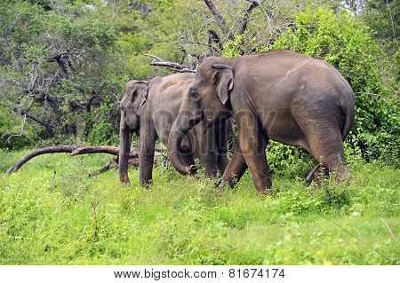 Elephant