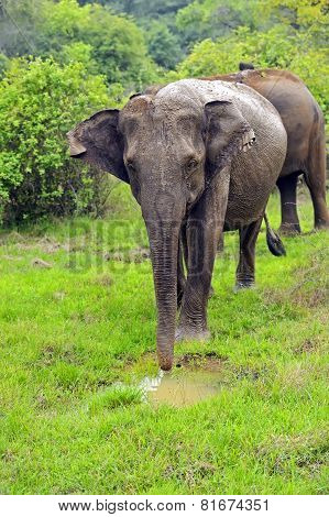Elephant