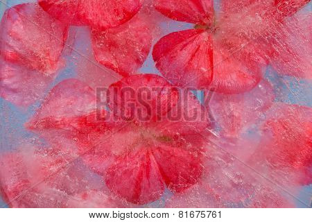 Frozen Flora