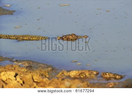 Crocodile