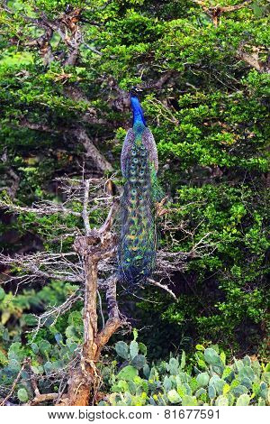 Peacock