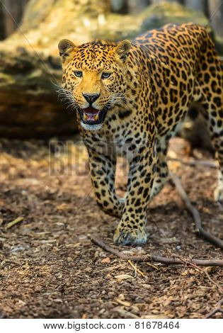 Leopard