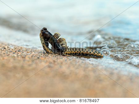 Water Snake